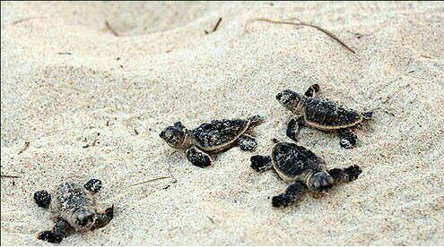 به دنیا آمدن لاک‌پشت‌های منطقه لاوان
