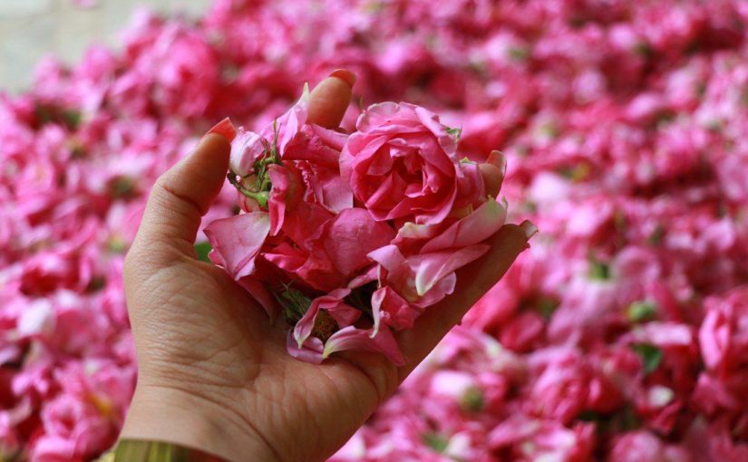 عطر گلاب در هوای کاشان
