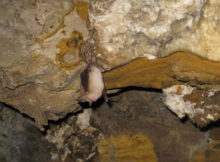 خفاش‌های نعل اسبی در غار مزدوران