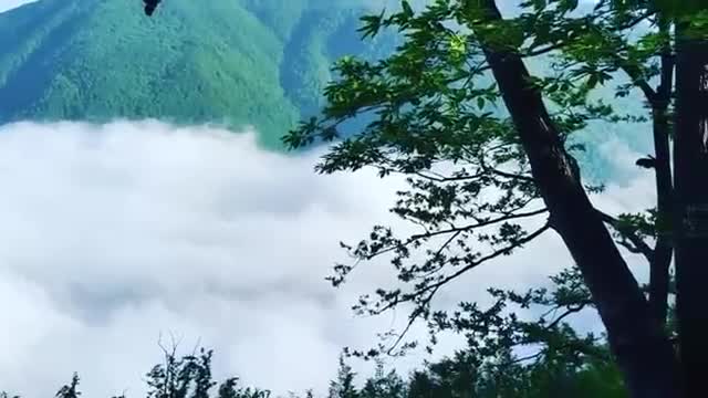 جنگل دالخانی