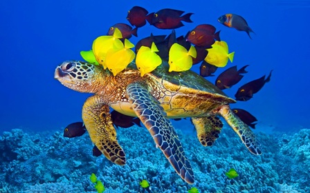لاک پشت های دریایی در جزیرۀ کیش