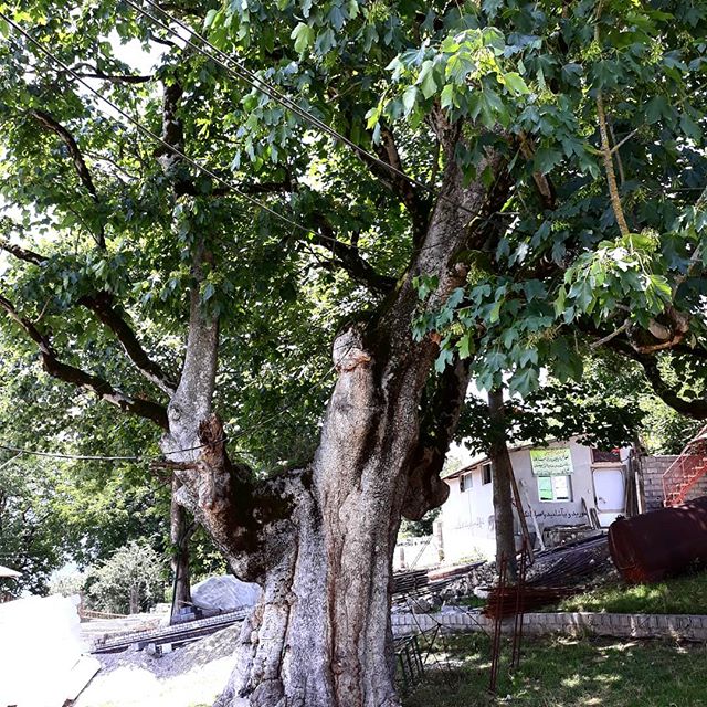 درخت چنار