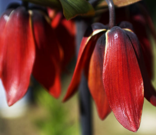 جاهای دیدنی خوانسار