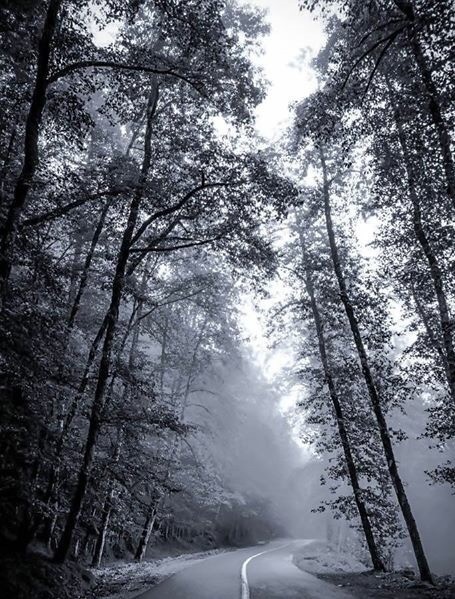 جنگل دالخانی در حوالی شهر رامسر