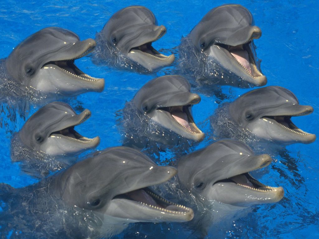پارک دلفین‌ها در جزیرۀ کیش