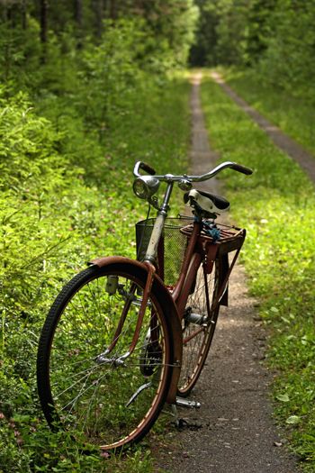 دوچرخه‌سواری در قلب جنگل