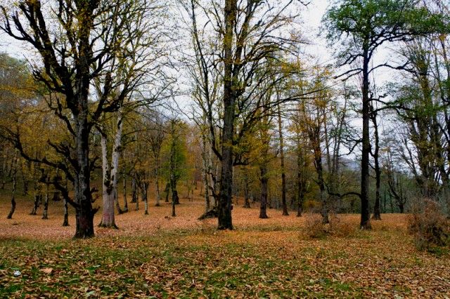  بوستان جنگلی صفارود در حوالی شهر رامسر