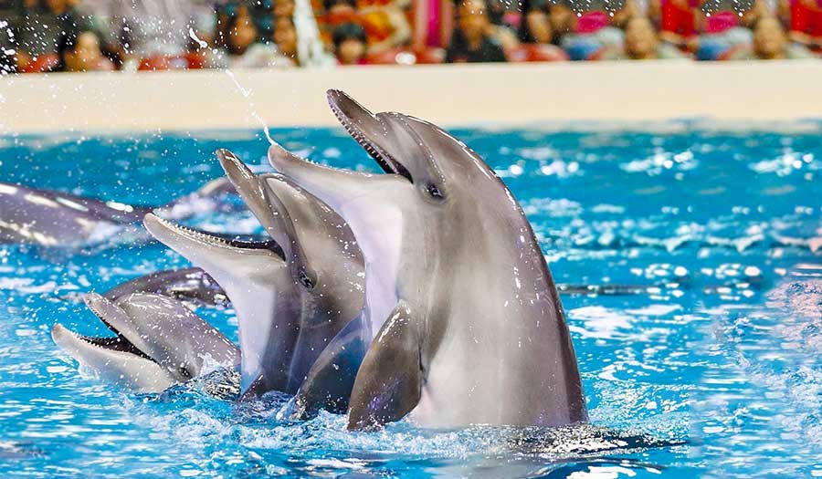 پارک دلفین‌ها در جزیرۀ کیش
