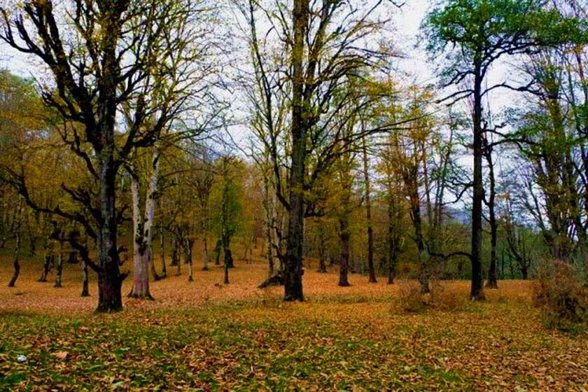 پارک جنگلی صفارود در شهر رامسر