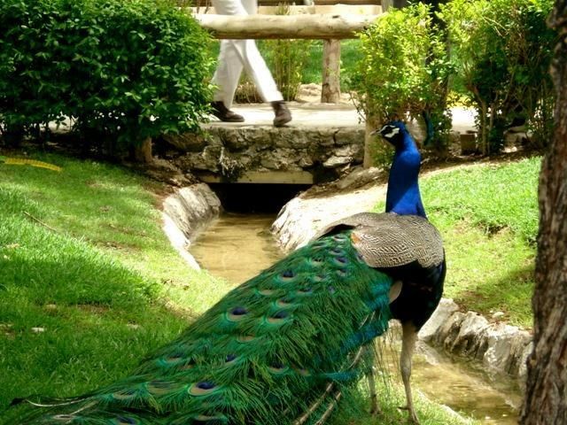 باغ پرندگان در شهر اصفهان