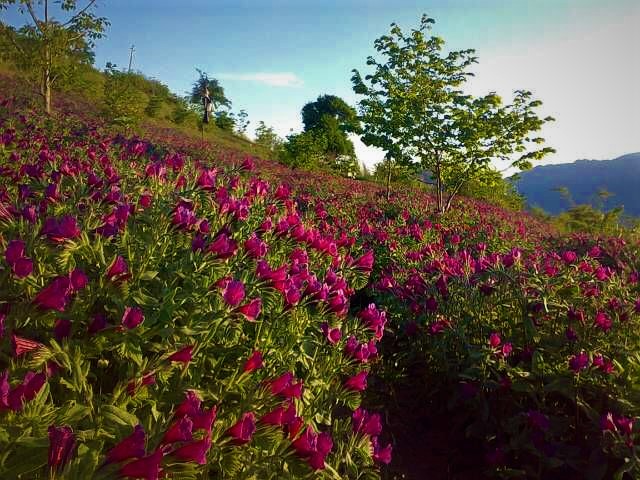 مزرعۀ چشم‌نواز و دلنشین گل‌های آرامش‌بخش گاوزبان در روستای جنت رودبار در حوالی شهر رامسر